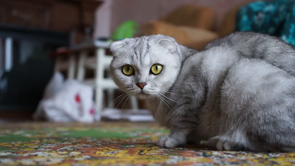 Gato Scottish Fold gris del video